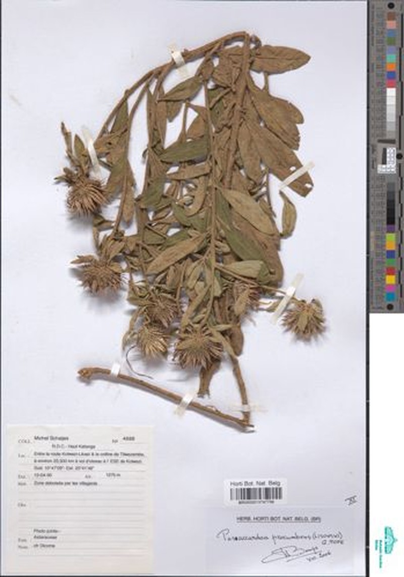 Pasaccardoa procumbens photo 4