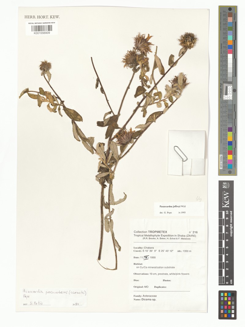 Pasaccardoa procumbens photo 5