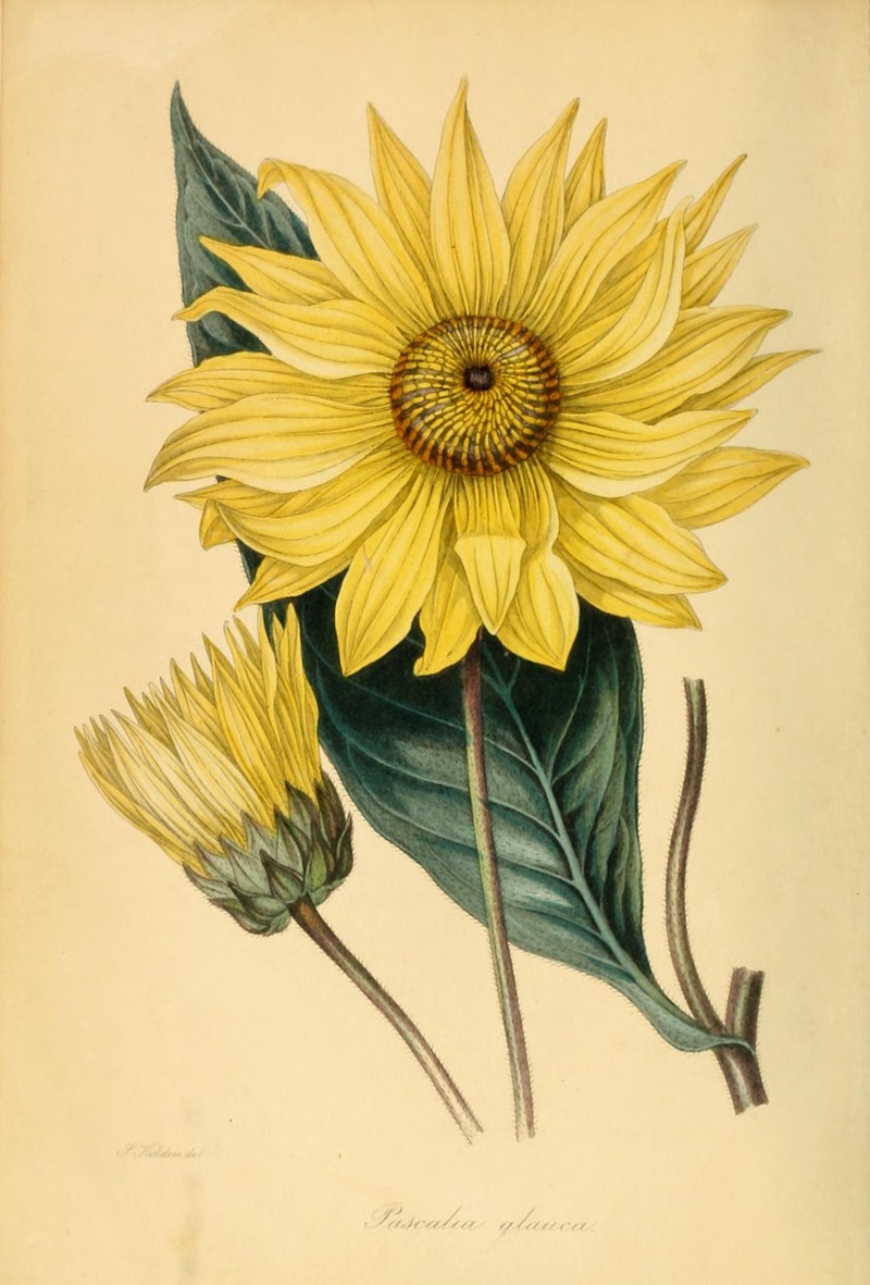 Beach Creeping Oxeye photo 2