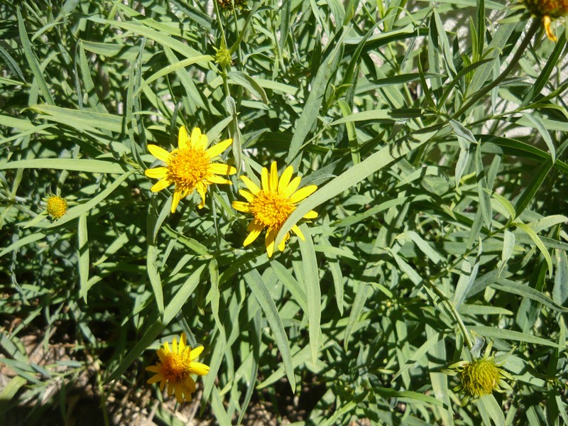 Beach Creeping Oxeye photo 3