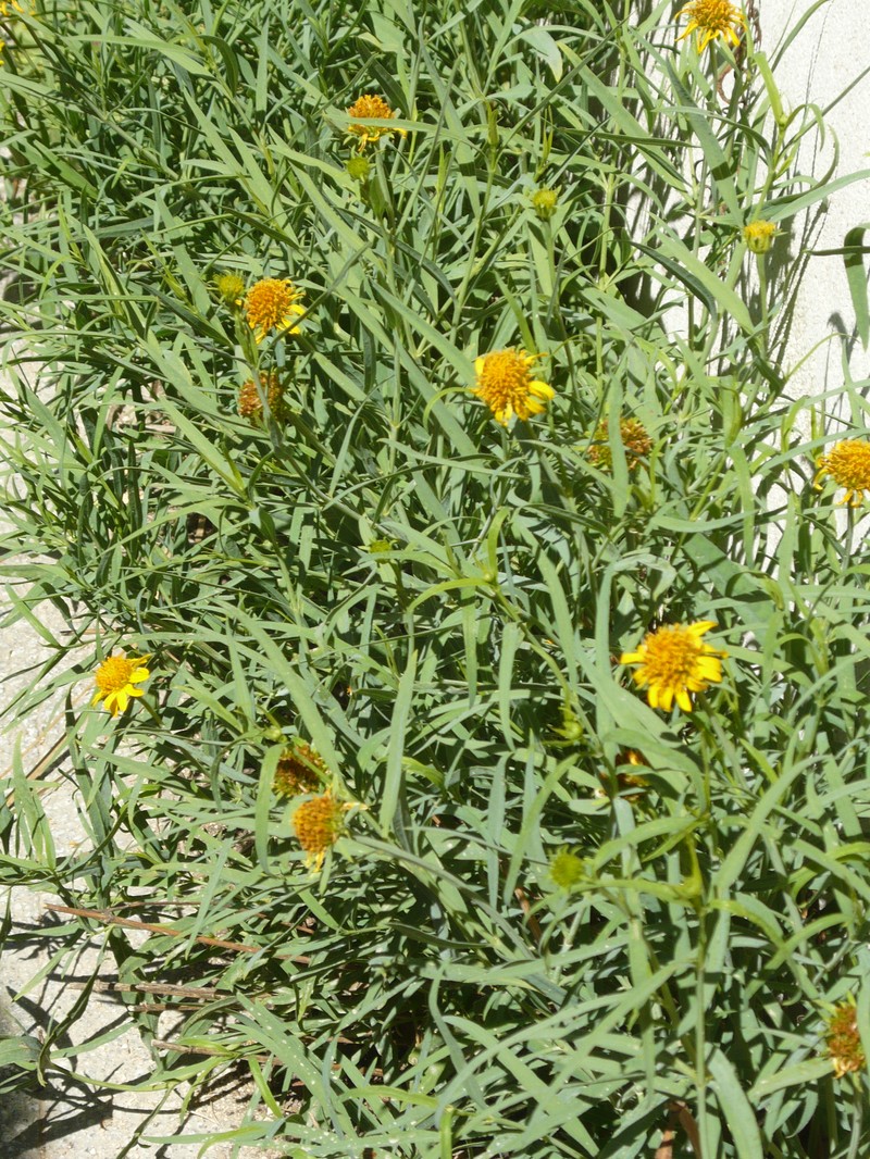 Beach Creeping Oxeye