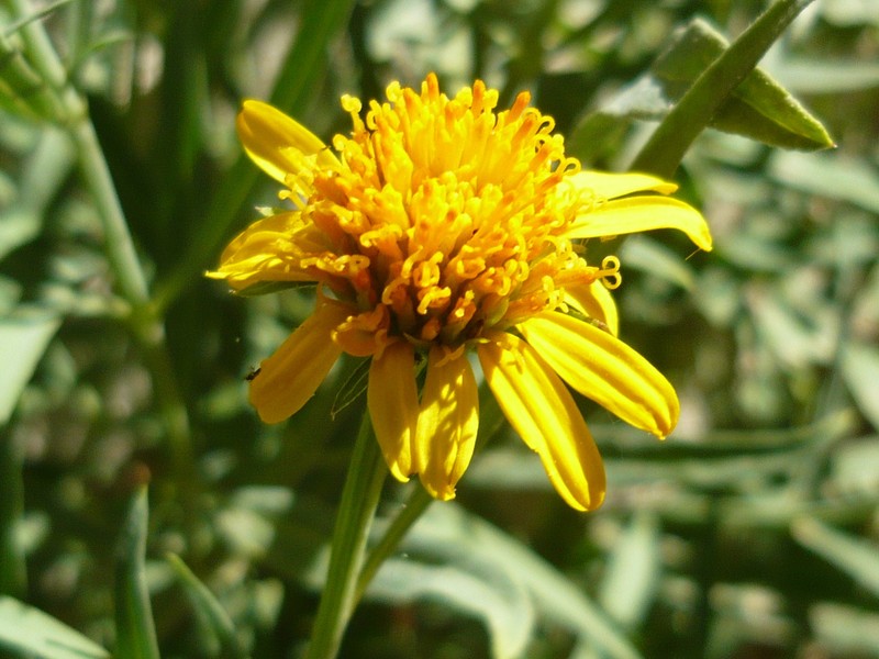 Beach Creeping Oxeye photo 4