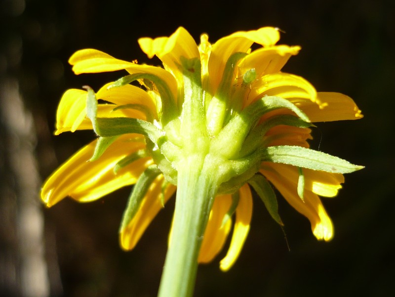 Beach Creeping Oxeye photo 5