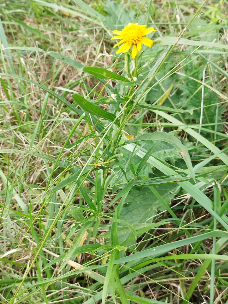 Beach Creeping Oxeye photo 6