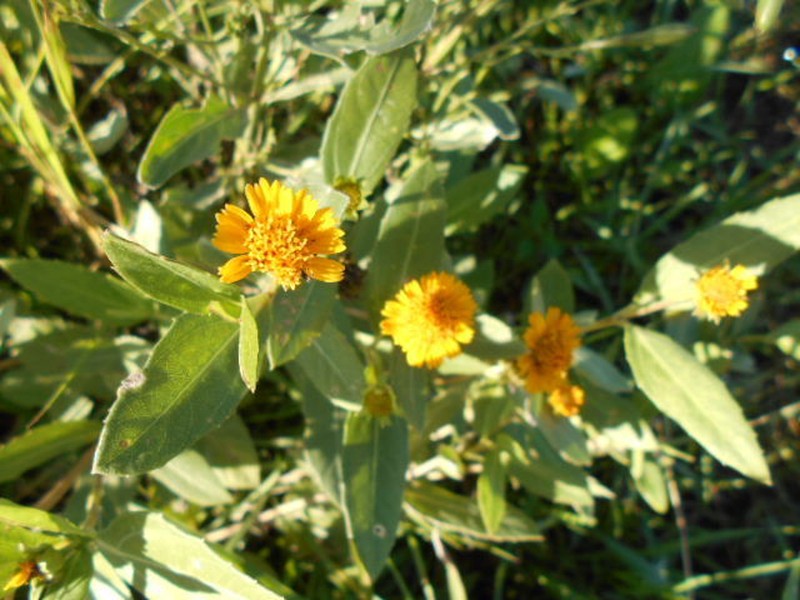 Pascalia subvaginata photo 2