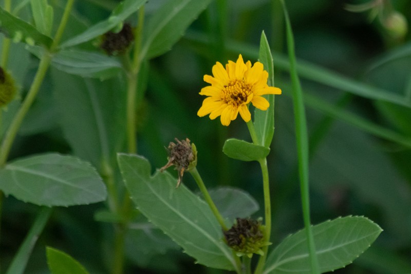 Pascalia subvaginata photo 3