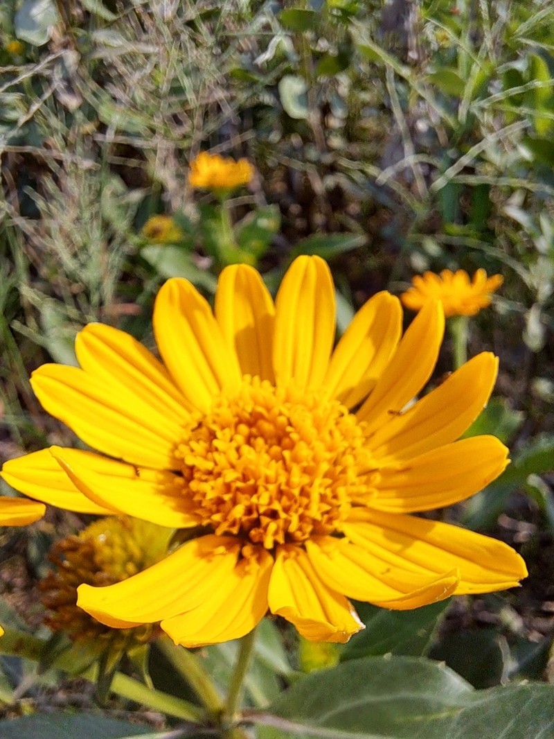 Pascalia subvaginata photo 5
