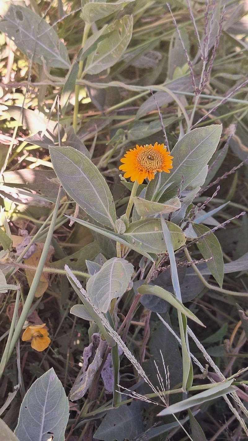 Pascalia subvaginata photo 6