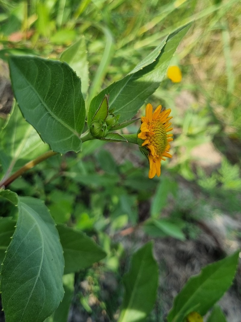 Pascalia subvaginata photo 8