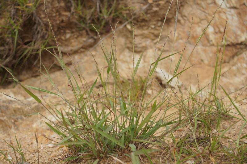 Spreading Panicgrass