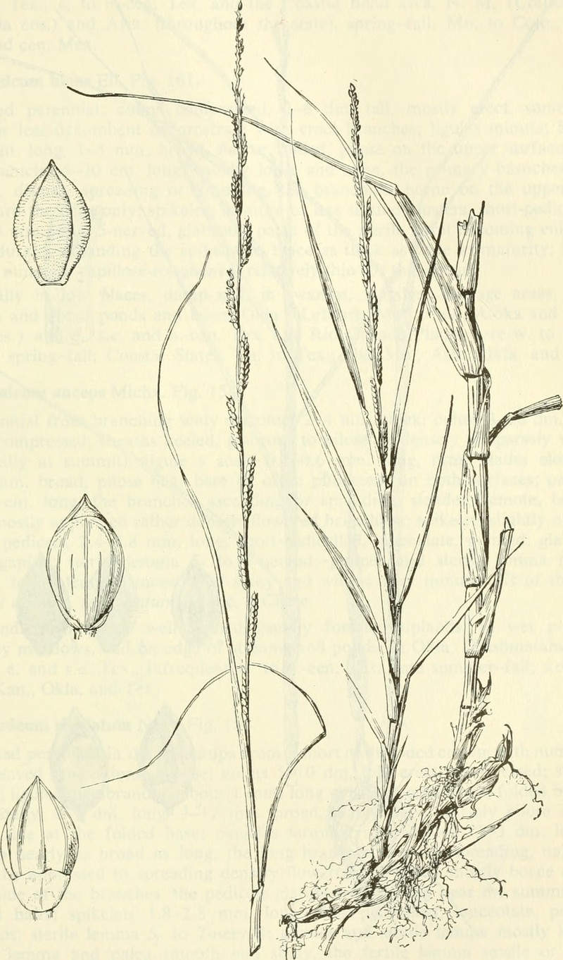 Egyptian Panicgrass photo 2
