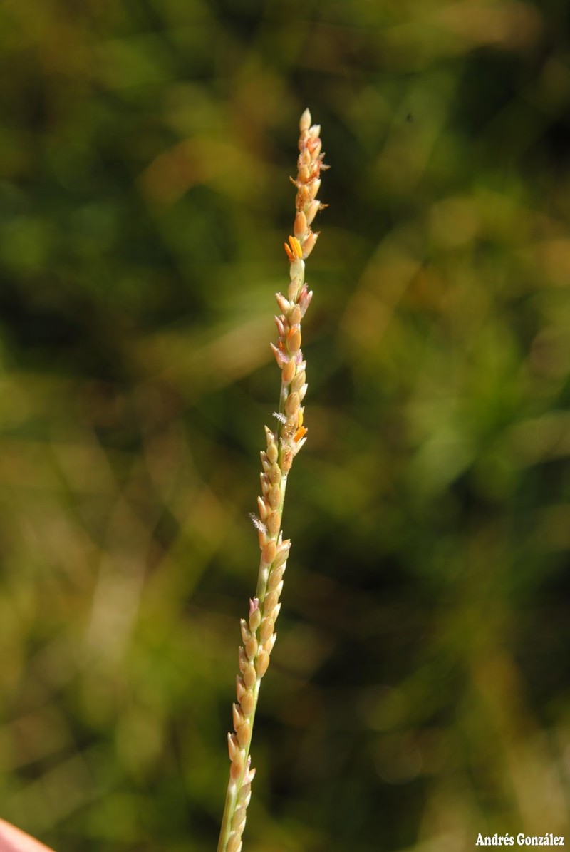 Egyptian Panicgrass photo 3