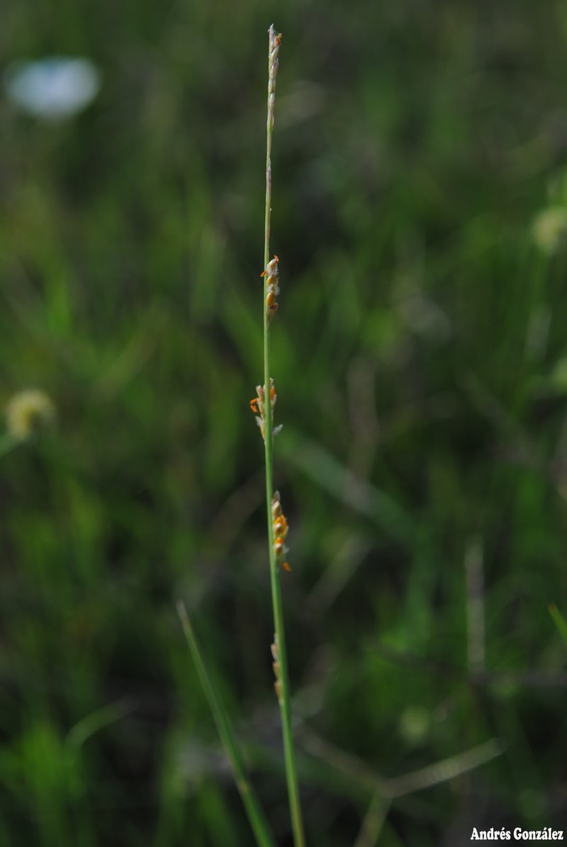 Egyptian Panicgrass photo 4