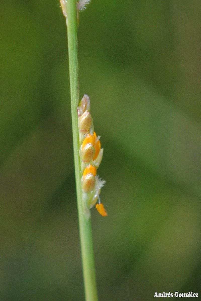 Egyptian Panicgrass photo 5