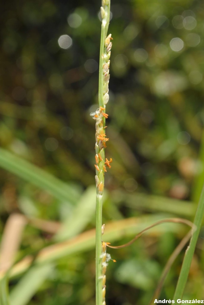 Egyptian Panicgrass photo 6