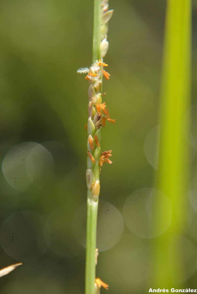 Egyptian Panicgrass