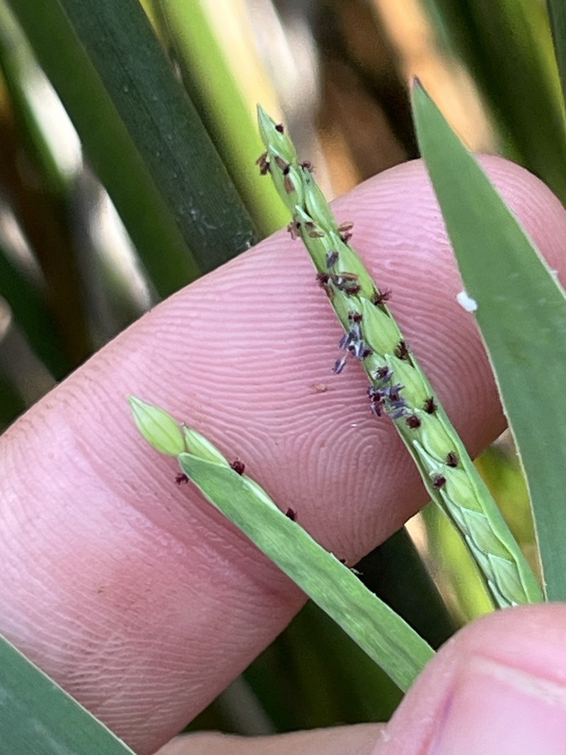 Brook Crowngrass