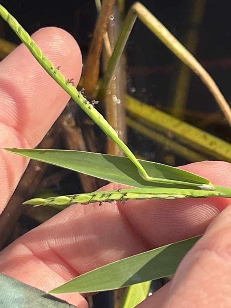 Brook Crowngrass photo 2