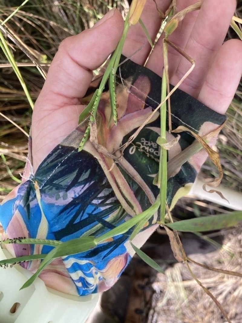 Brook Crowngrass photo 3