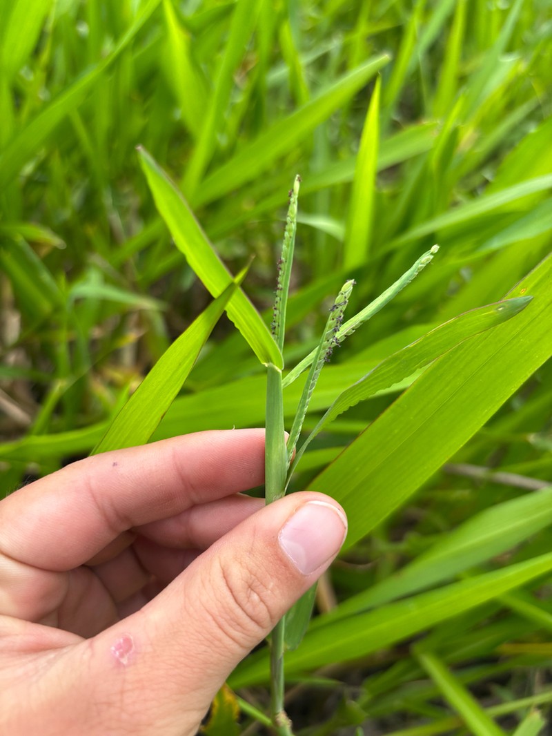 Brook Crowngrass photo 4
