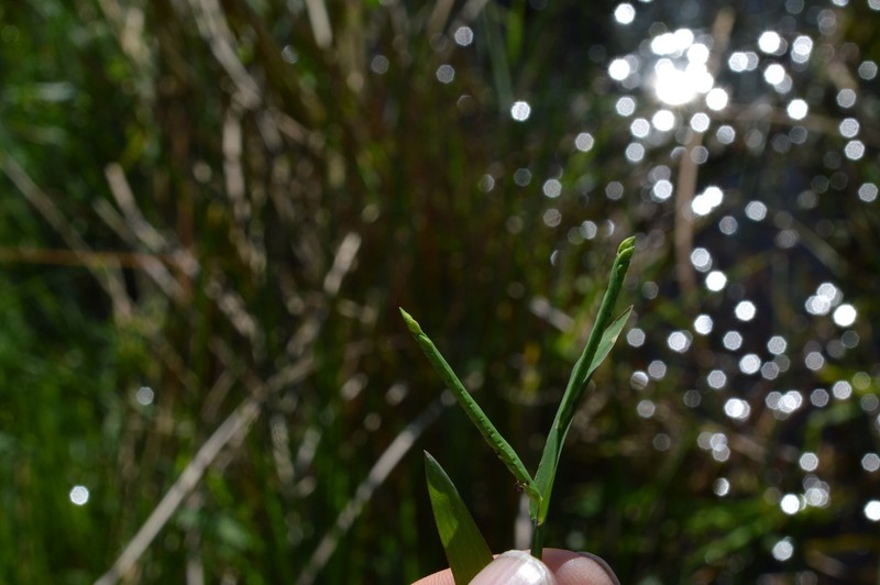 Brook Crowngrass photo 6