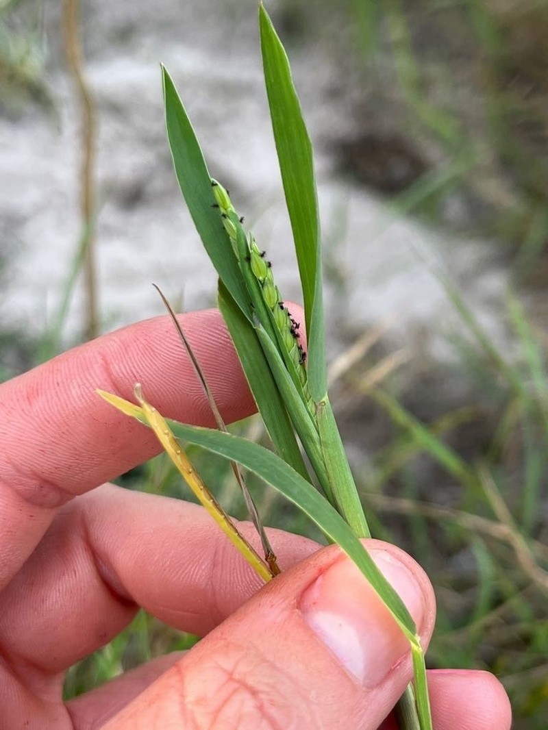 Brook Crowngrass photo 8