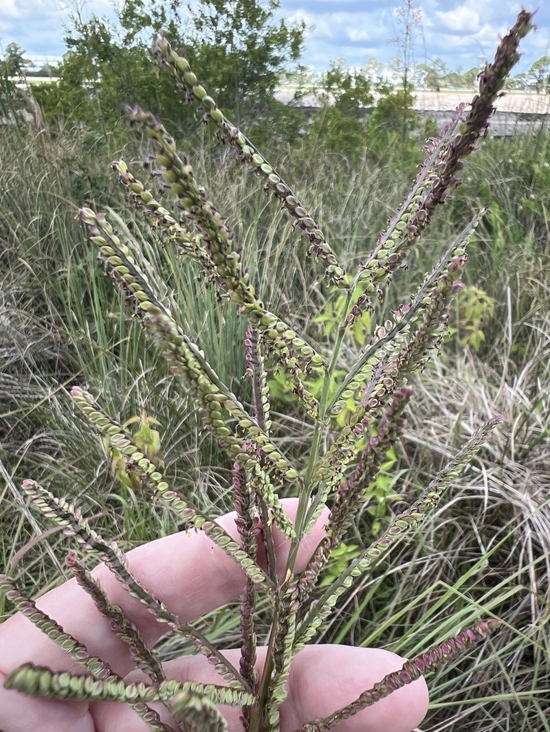 Thick Ditch Crowngrass