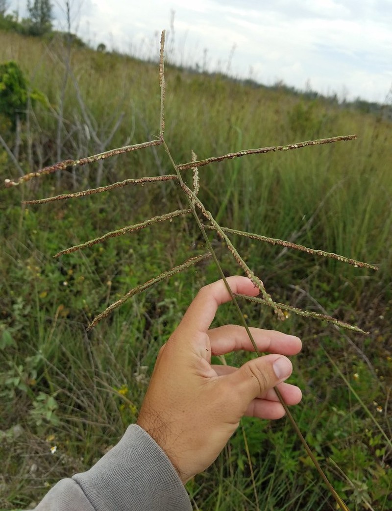 Thick Ditch Crowngrass photo 2