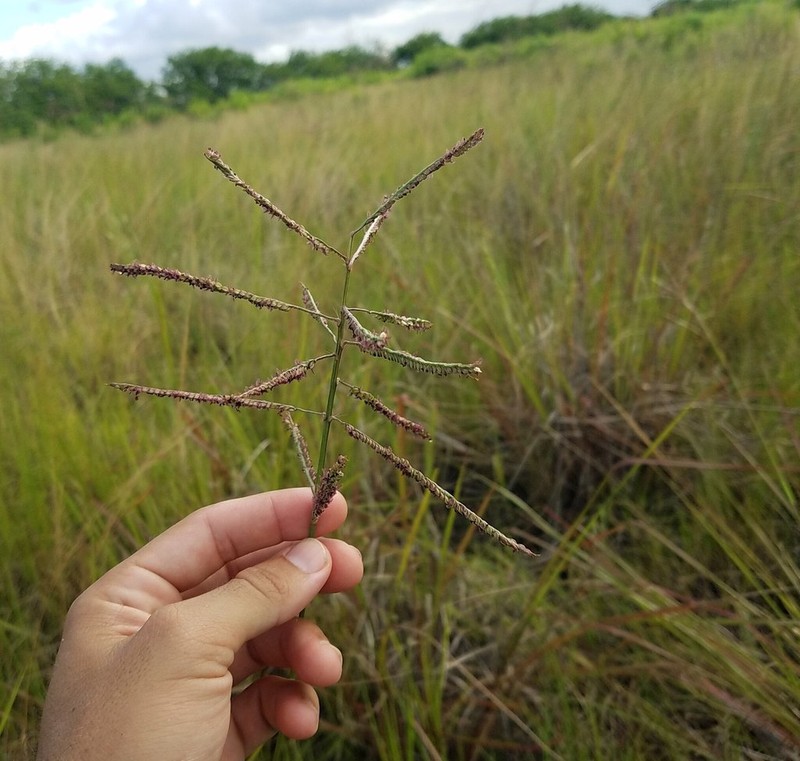 Thick Ditch Crowngrass photo 3