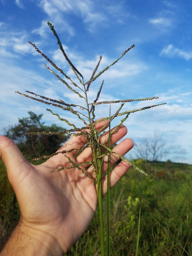 Thick Ditch Crowngrass photo 6