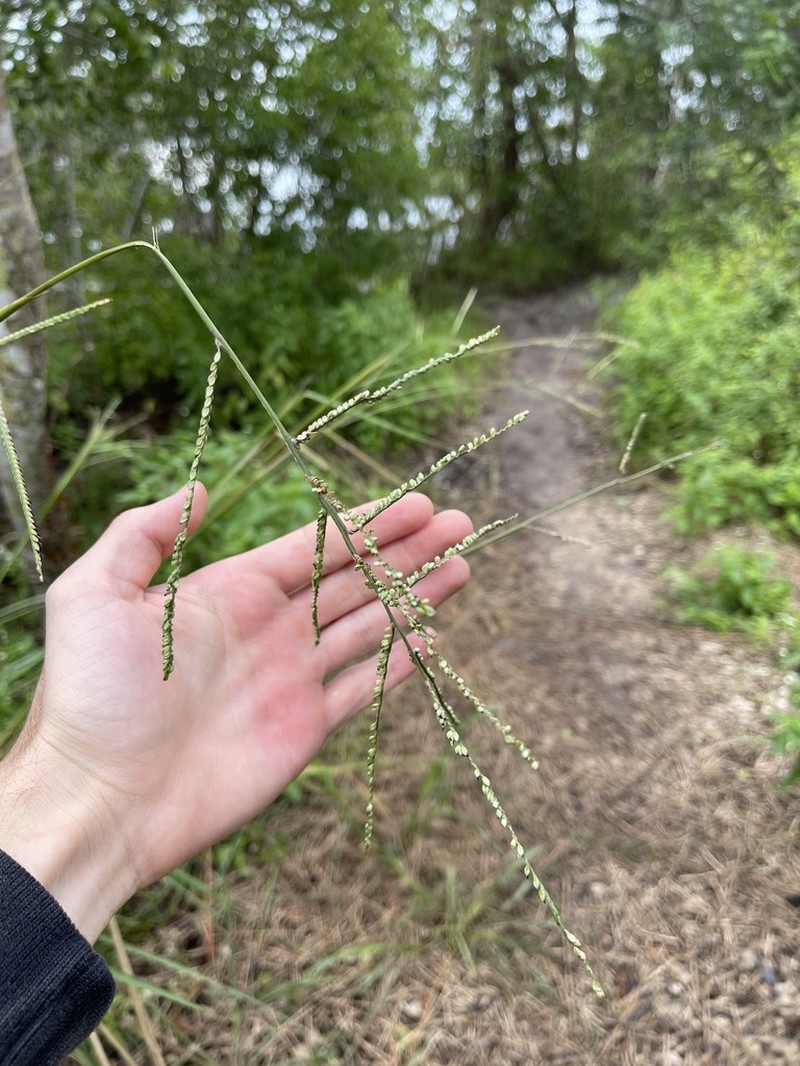 Slender Ditch Paspalum photo 4