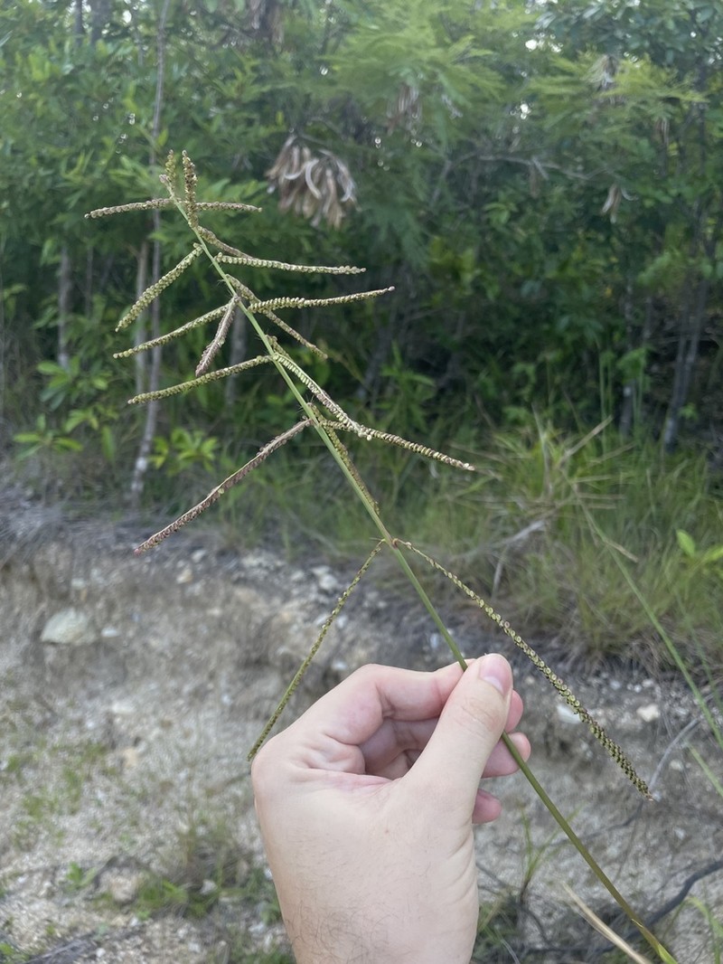 Slender Ditch Paspalum photo 5