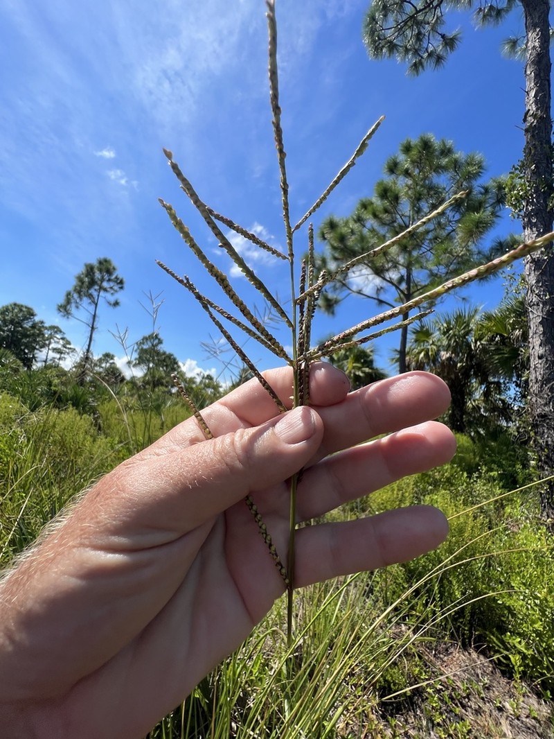 Slender Ditch Paspalum photo 8
