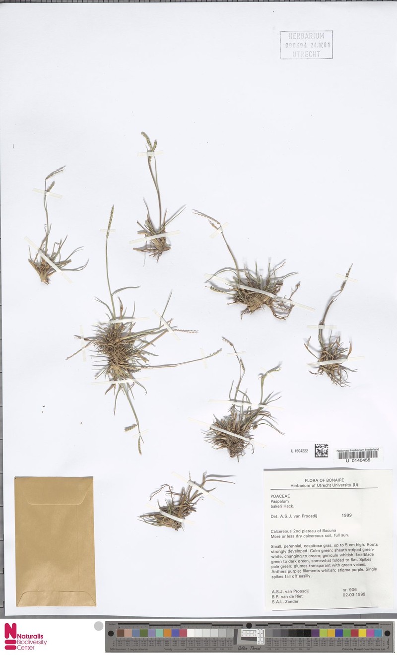 Baker's Crowngrass