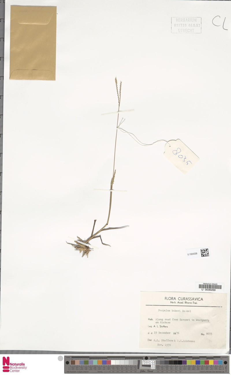 Baker's Crowngrass photo 2
