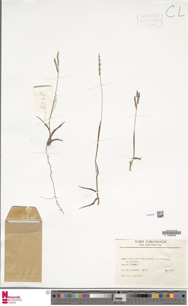 Baker's Crowngrass photo 3