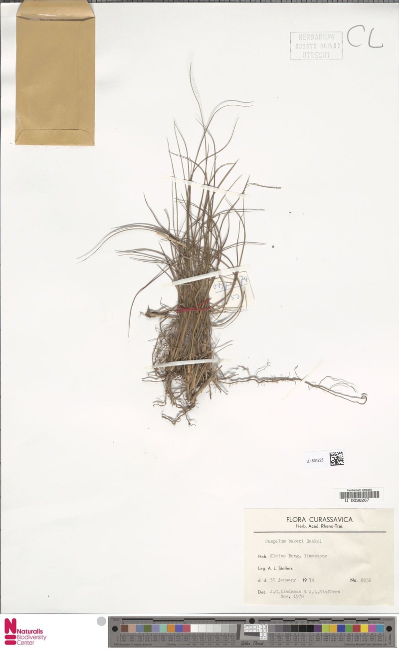 Baker's Crowngrass photo 4