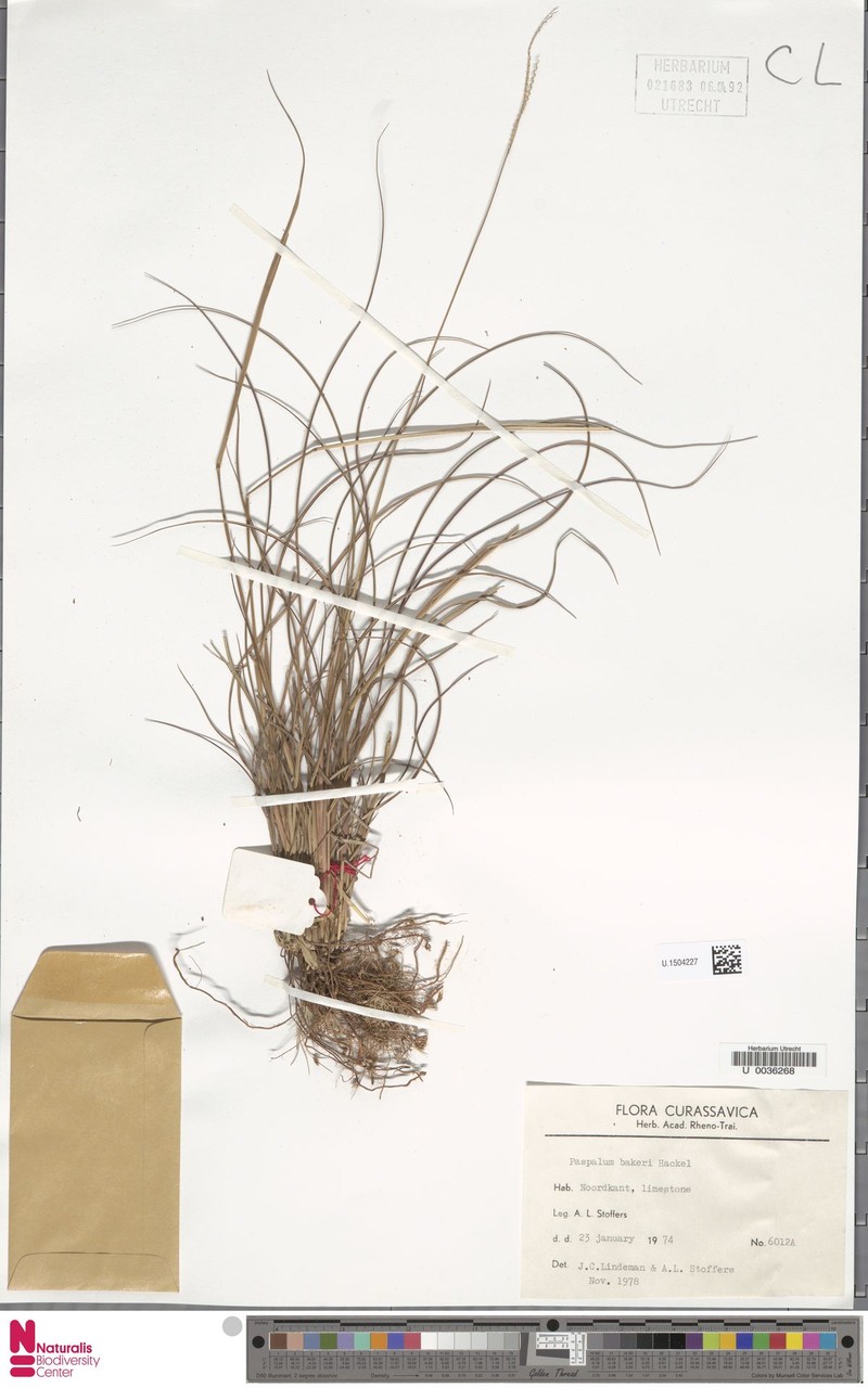 Baker's Crowngrass photo 5