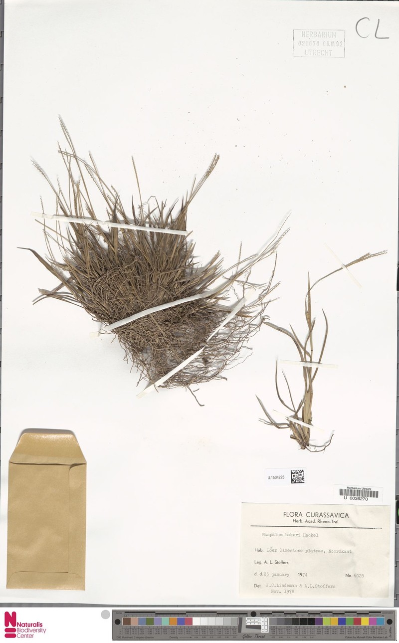 Baker's Crowngrass photo 6