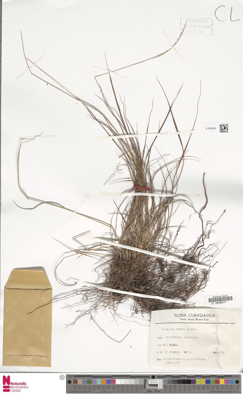 Baker's Crowngrass photo 7