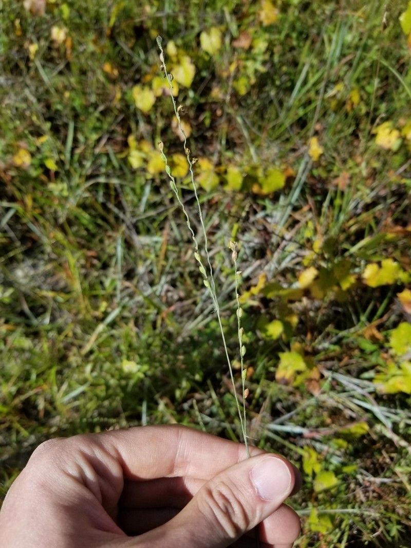 Pitchfork Crowngrass
