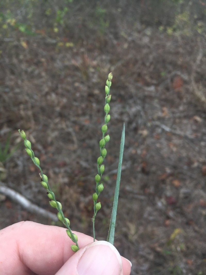 Pitchfork Crowngrass photo 2
