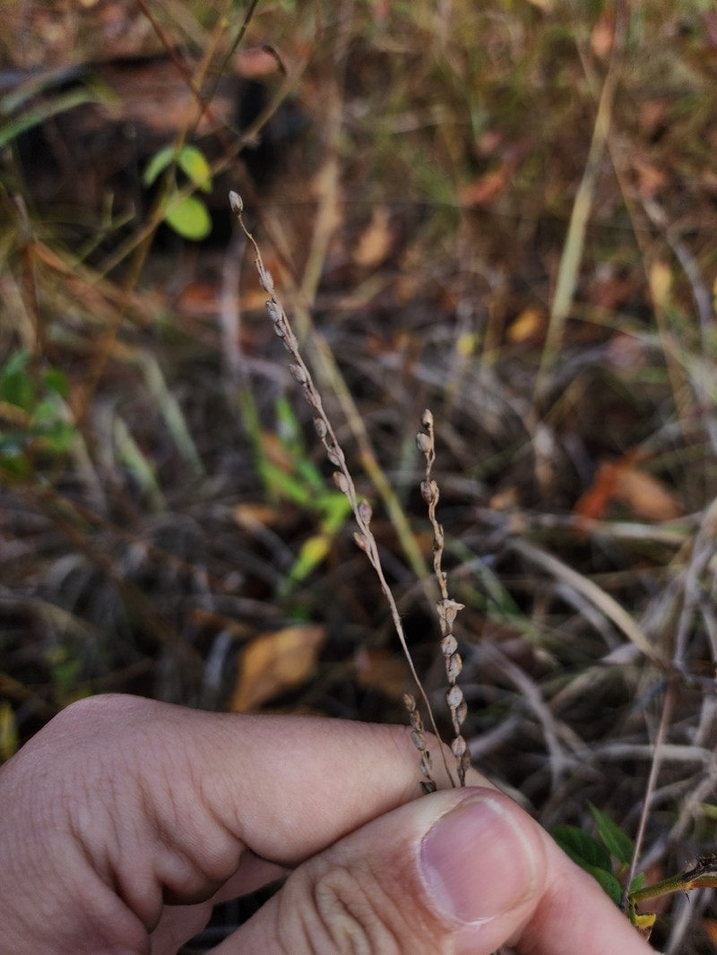 Pitchfork Crowngrass photo 5