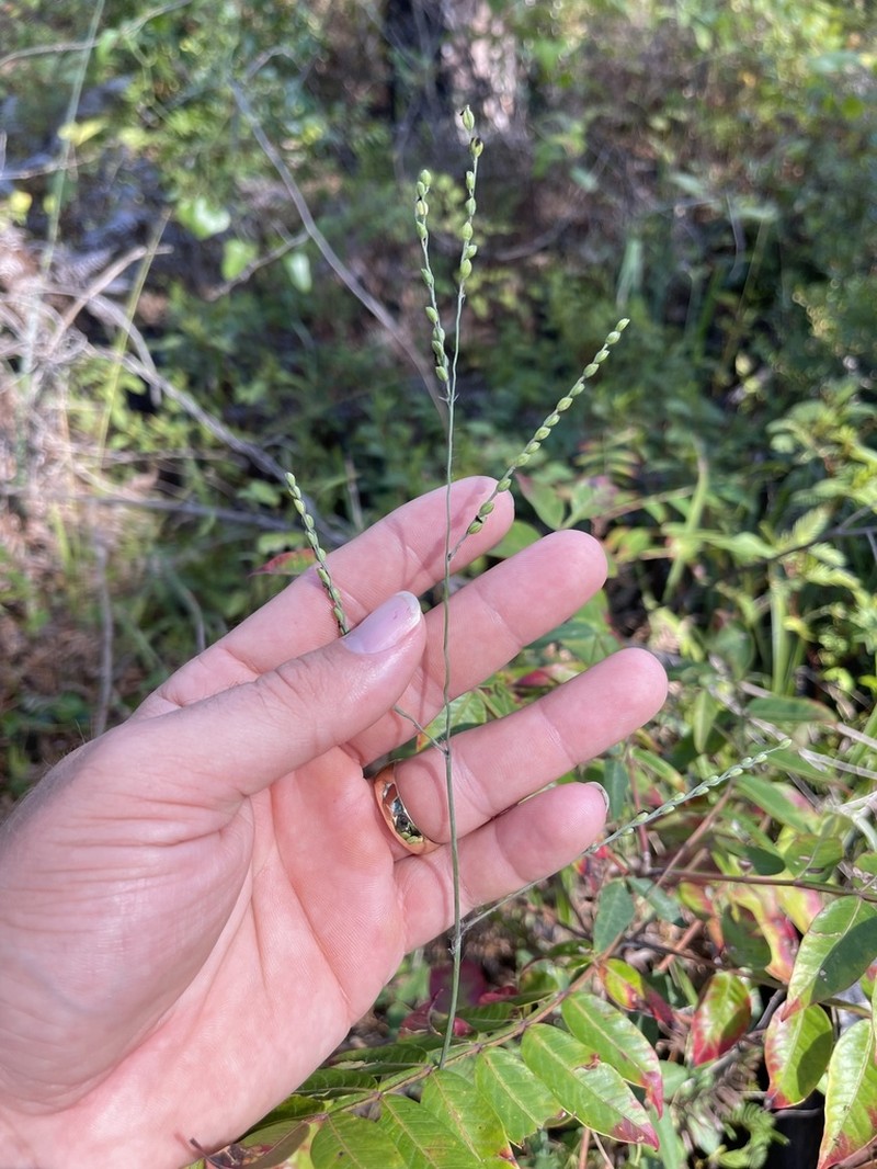 Pitchfork Crowngrass photo 8