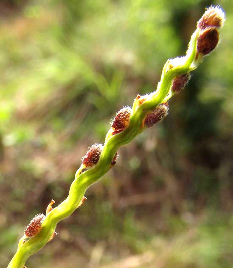 Blodgett's Crowngrass