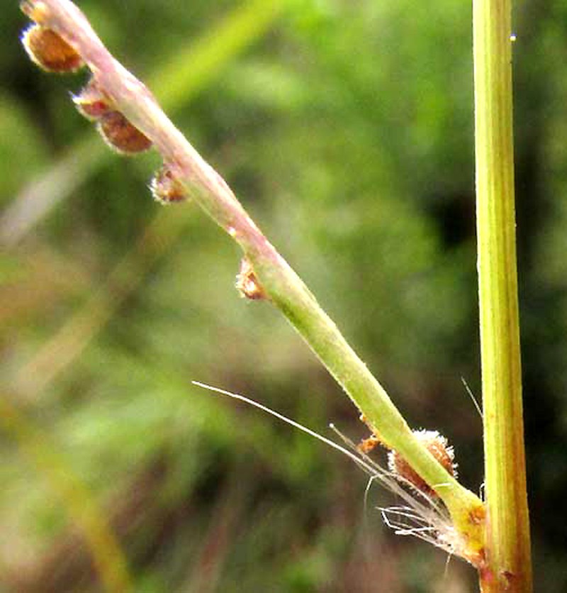 Blodgett's Crowngrass photo 2