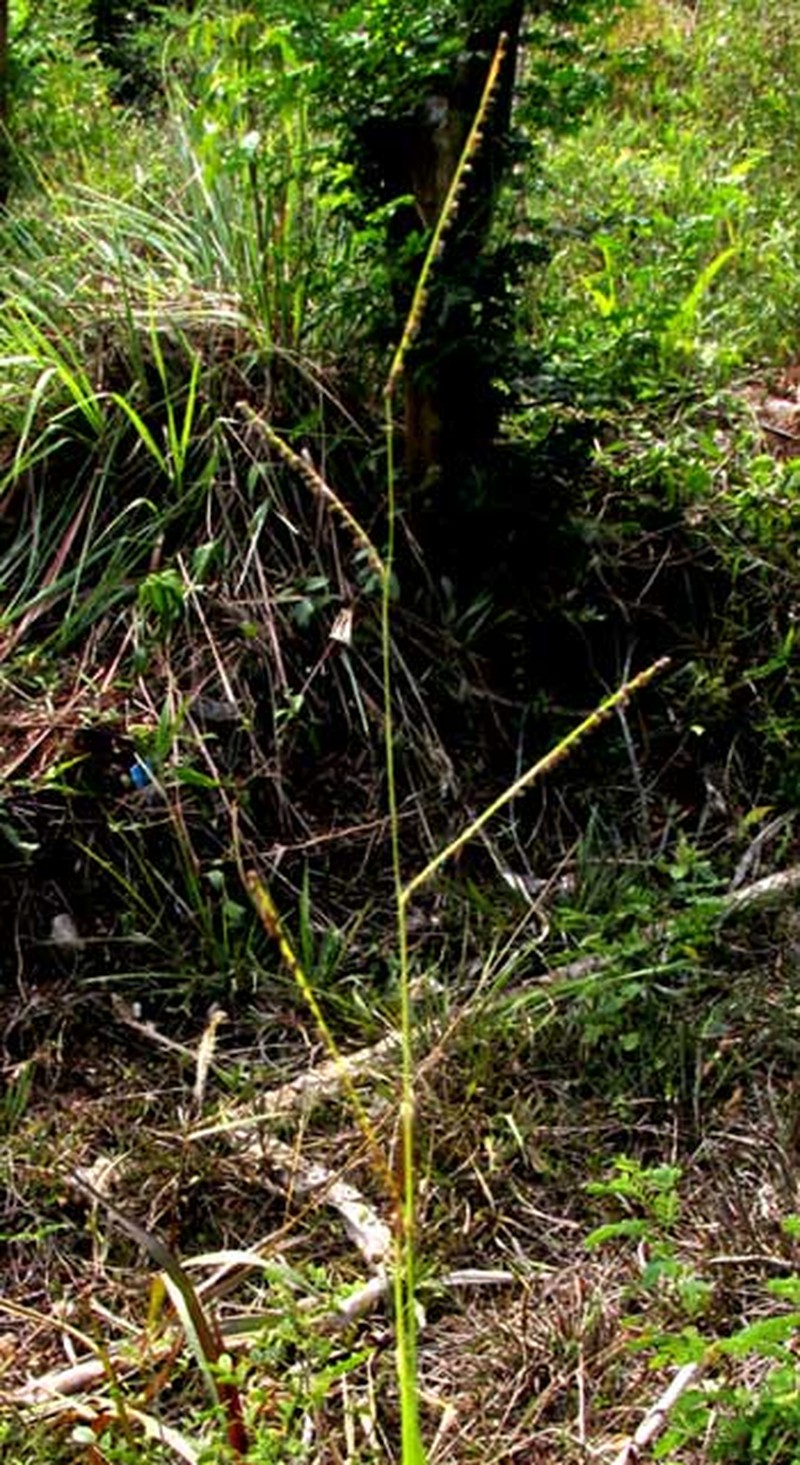 Blodgett's Crowngrass photo 4