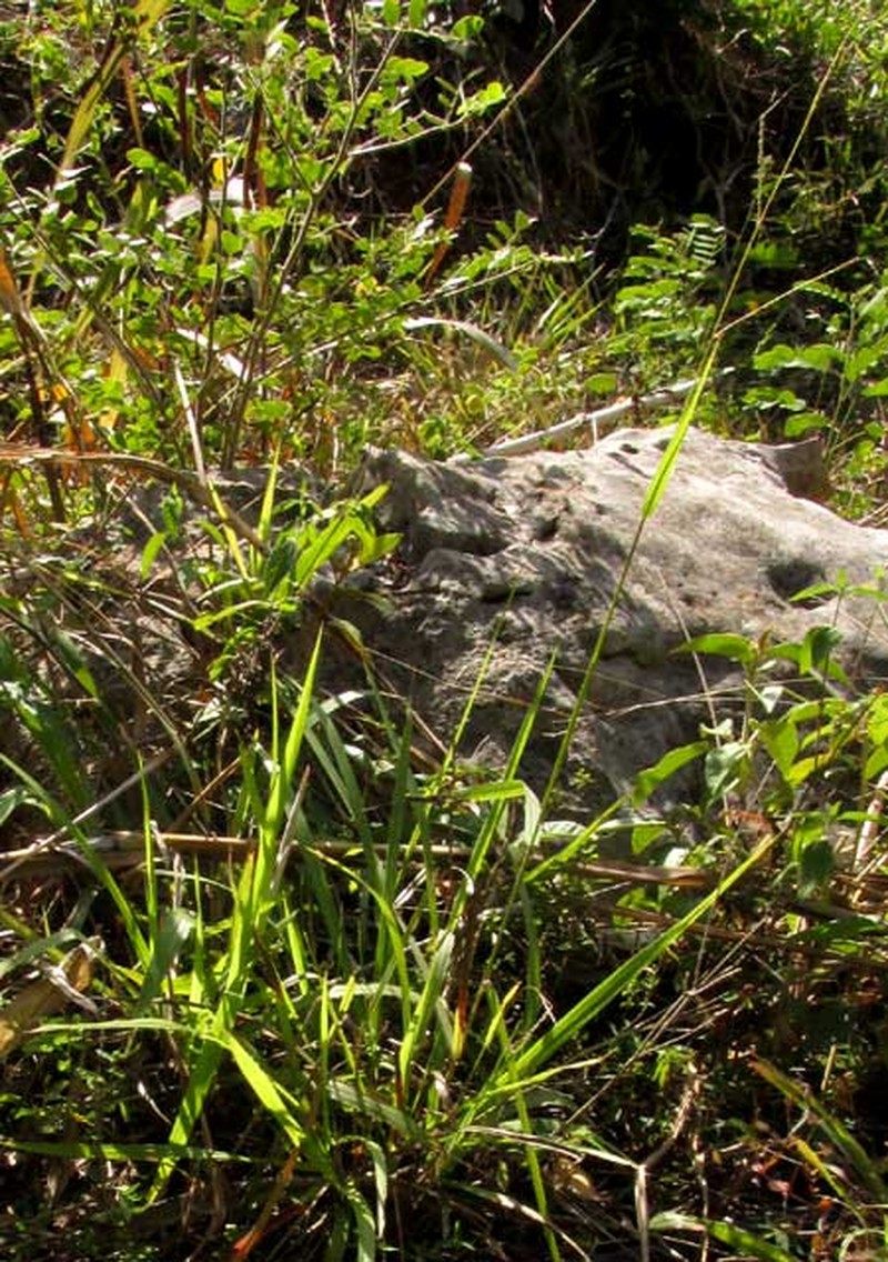 Blodgett's Crowngrass photo 5