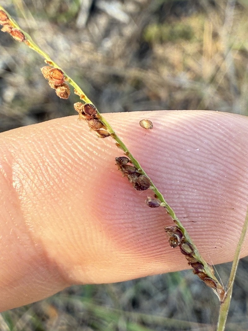 Blodgett's Crowngrass photo 6