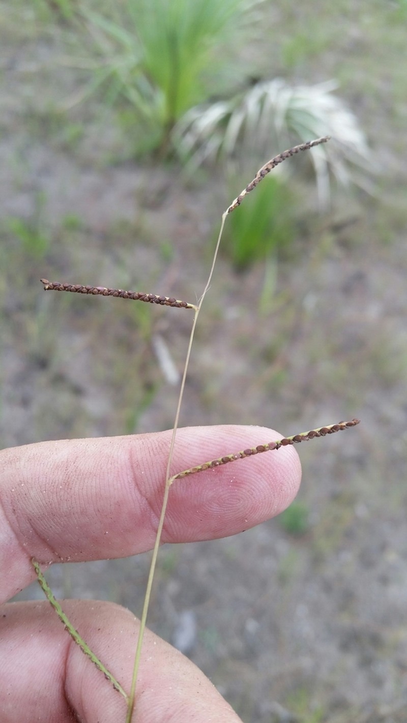Blodgett's Crowngrass photo 7